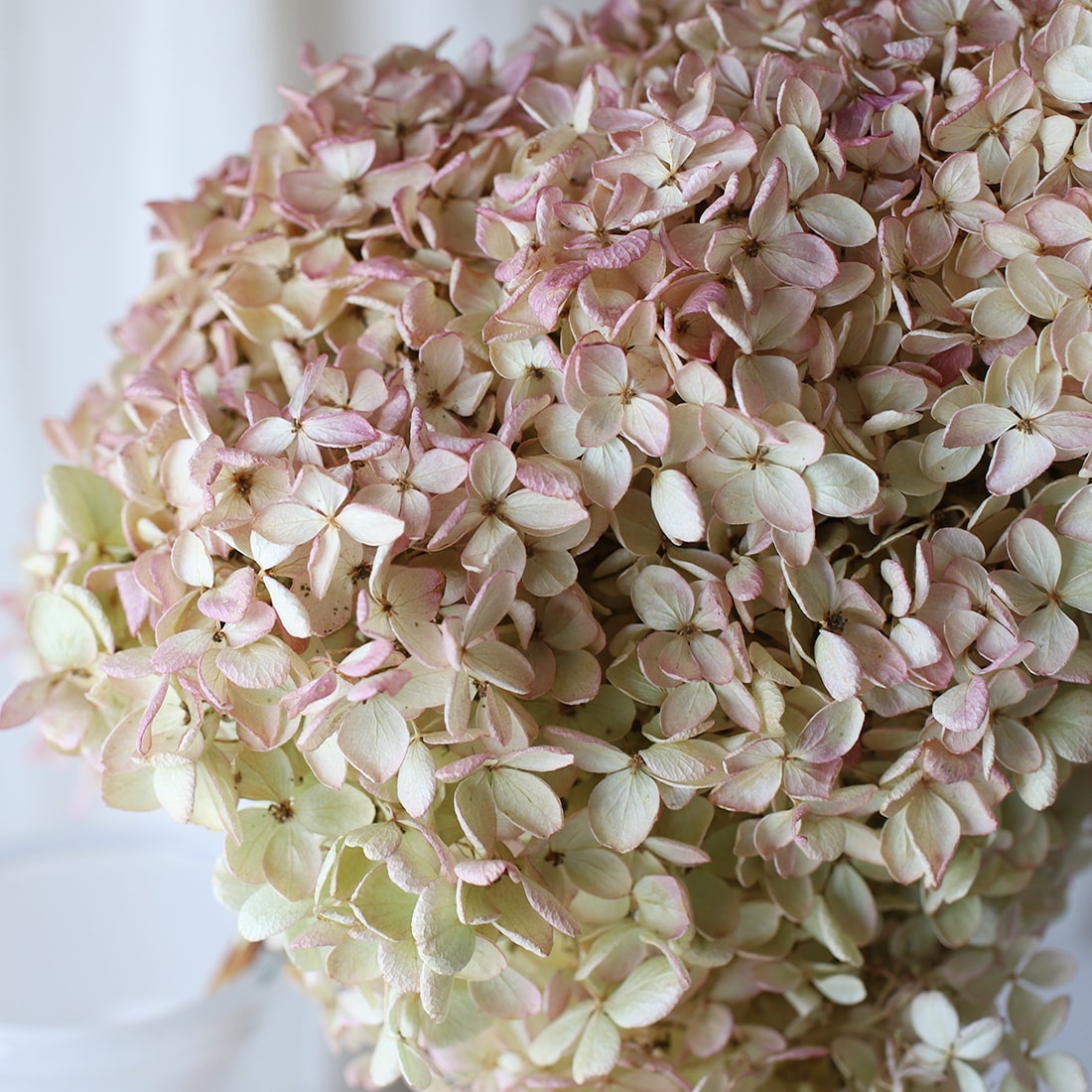 【４周年記念｜多様な植物たちの多様な姿】紫陽花 秋色ミナヅキ 2本セット