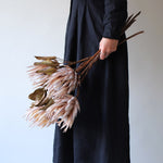 ［ドライフラワー］プロテア キング