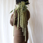 ［ドライフラワー］アマランサス グリーン