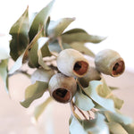 ［ドライフラワー］ユーカリ トランペット