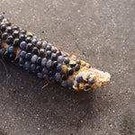 ［ドライフラワー］オーロラコーン 2本セット