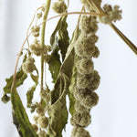 ［ドライフラワー］アマランサス グリーン