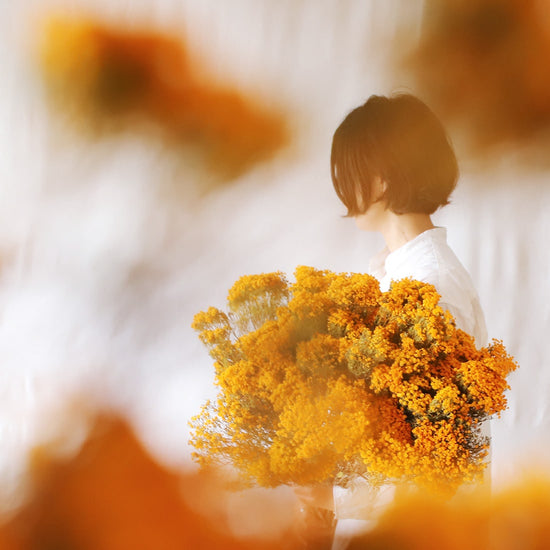 ［ドライフラワー］ベルティコルディア