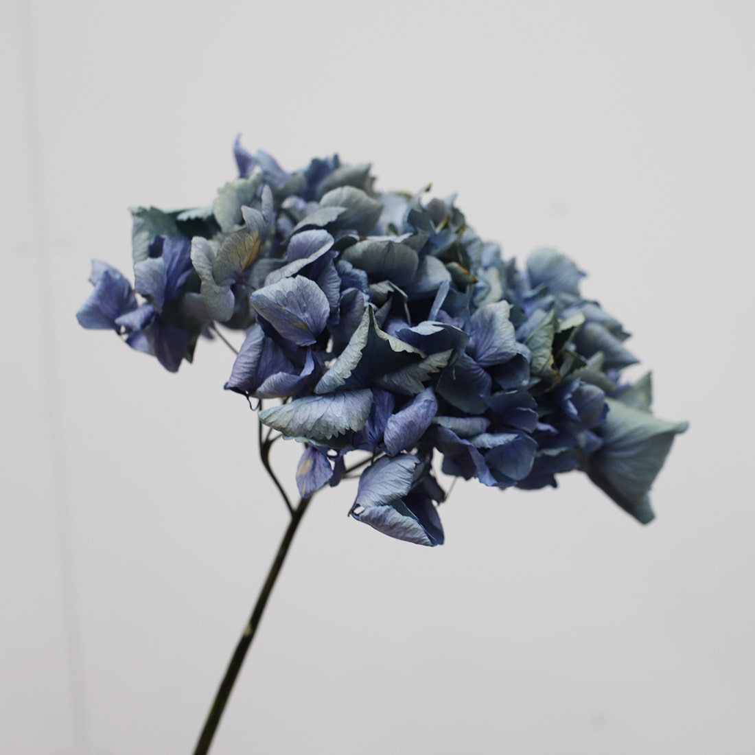 ［ドライフラワー］瀬戸内ブルーの紫陽花 2本セット
