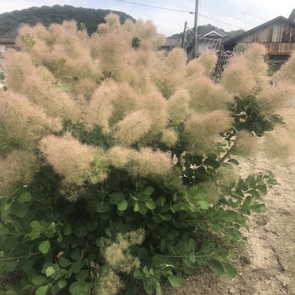 ドライフラワー］スモークツリー ホワイトグリーン商品ページ - 土と風