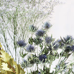 ［ドライフラワー］エリンジューム マグネーター