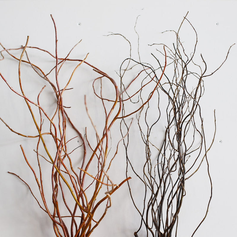 お届けする雲竜柳の状態について