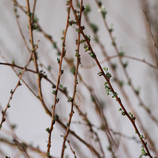 ［ドライフラワー］雪柳