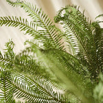 ［ドライフラワー］アンブレラファーン