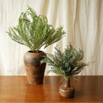 ［ドライフラワー］アンブレラファーン