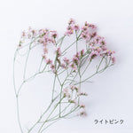 ［ドライフラワー］宿根スターチス