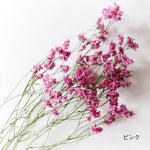 ［ドライフラワー］宿根スターチス