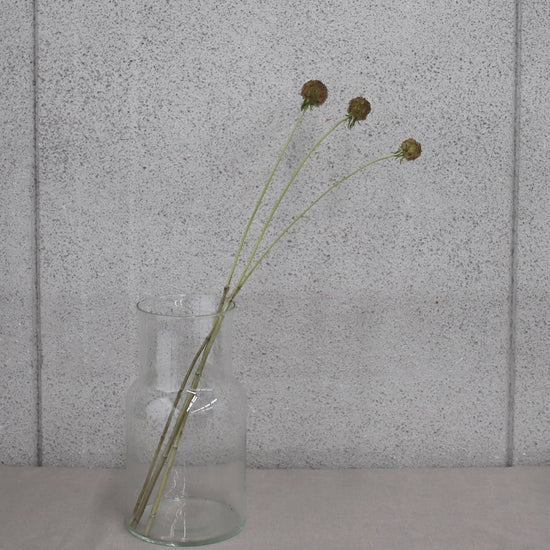 ［ドライフラワー］スカビオサ ステルンクーゲル