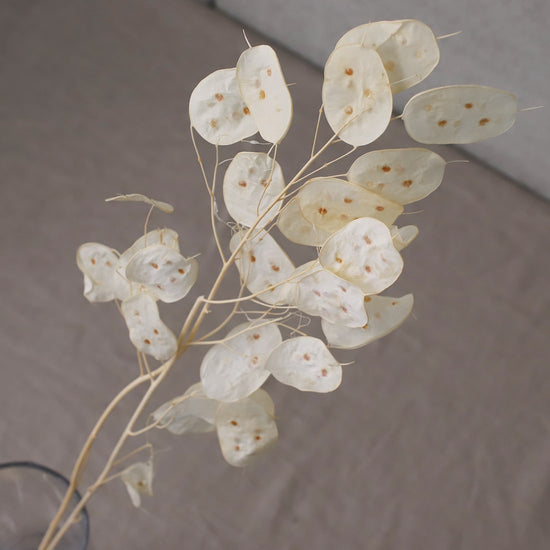 ［ドライフラワー］ルナリア プリザーブド（ホワイト）