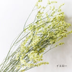 ［ドライフラワー］宿根スターチス