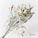 ［ドライフラワー］宿根スターチス