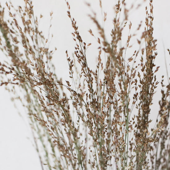 ［ドライフラワー］パニカム