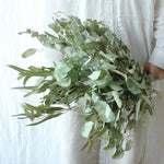 飾るだけでサマになるドライフラワーセット（5種類のユーカリ）＜緑の五重奏＞